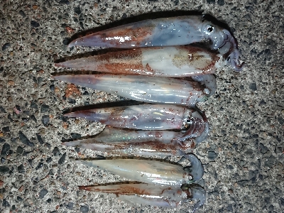 ヤリイカエギング