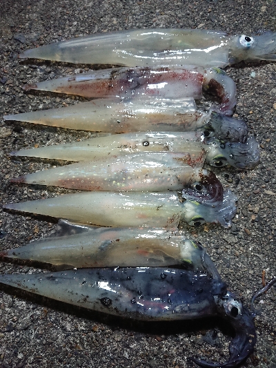 仕事終わりヤリイカ狙い