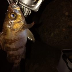 メバルプラッキング