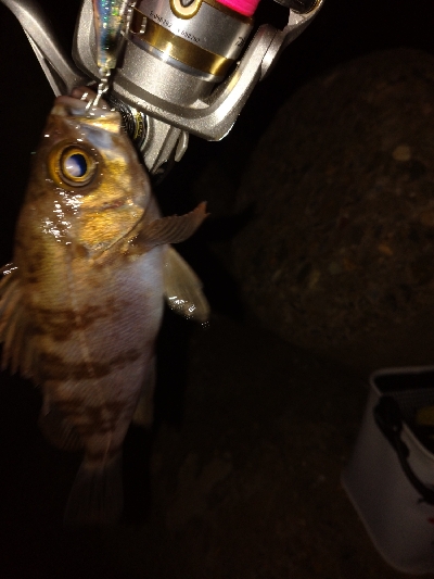 メバルプラッキング