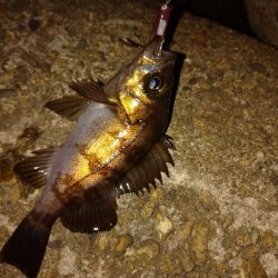 強風メバルプラッキング