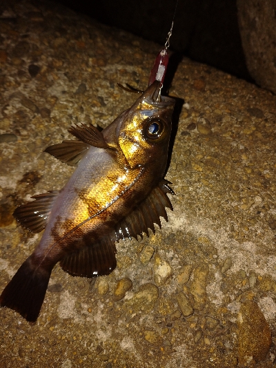 強風メバルプラッキング