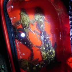 寒の戻りガシラ釣行