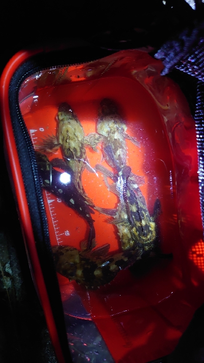 寒の戻りガシラ釣行