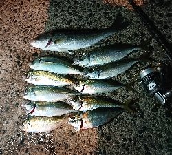 久しぶりのアジ