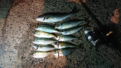 久しぶりのアジ