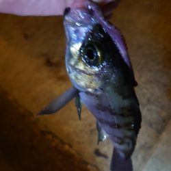 チビメバリング