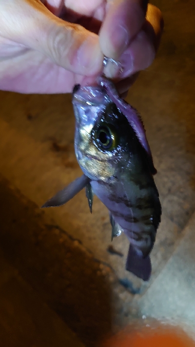 チビメバリング