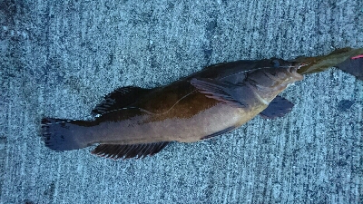 花見ガレイ不発もアイナメGET！