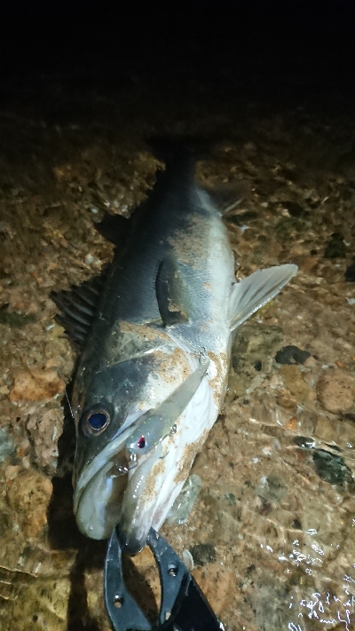 今年初シーバス！