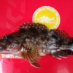 ナイトライトゲーム