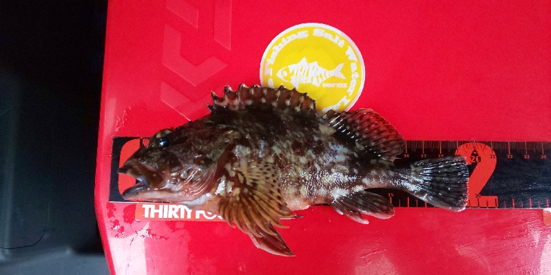 ナイトライトゲーム