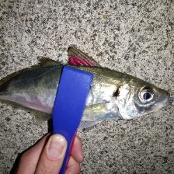 今日もアジ狙い