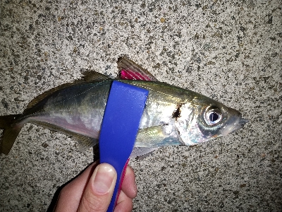 今日もアジ狙い