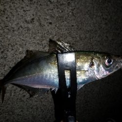 今日もアジ狙い