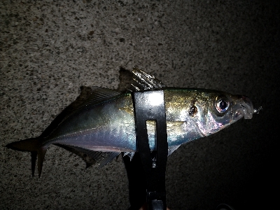 今日もアジ狙い