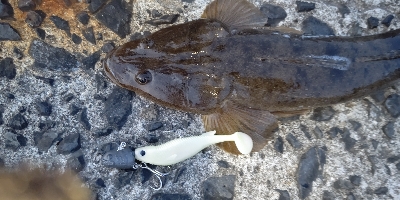 マゴチ今年初！