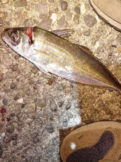 ショアジギからのアジング