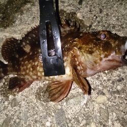 強風ライトゲーム