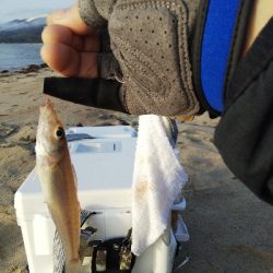 天橋立のキス釣り