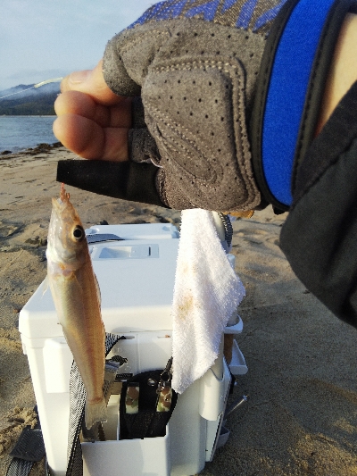 天橋立のキス釣り