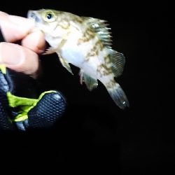 フロートゲーム