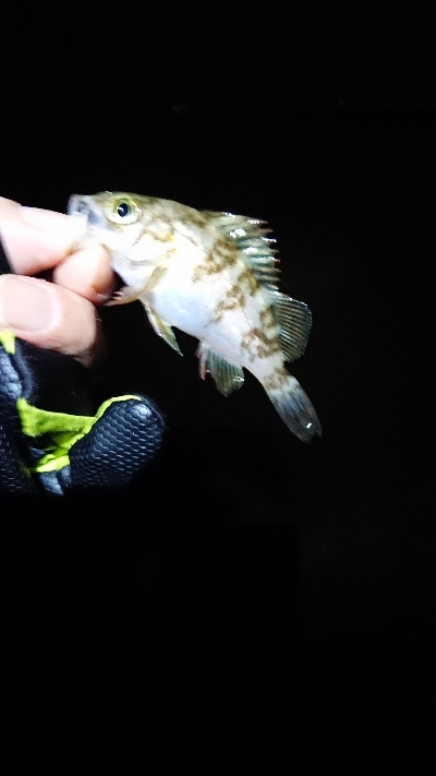 フロートゲーム