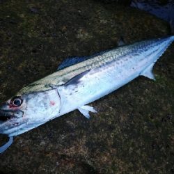 磯ヒラ狙いでしたが、、、