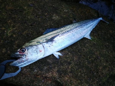 磯ヒラ狙いでしたが、、、