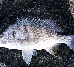 フッキングの練習