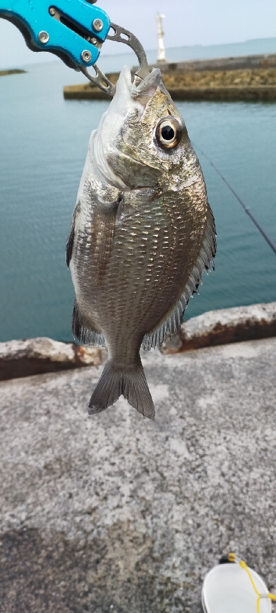 西表島大原港にてチヌ釣り