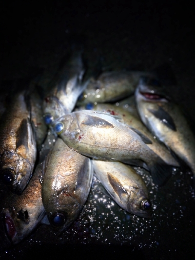 明日の晩御飯の仕入れ