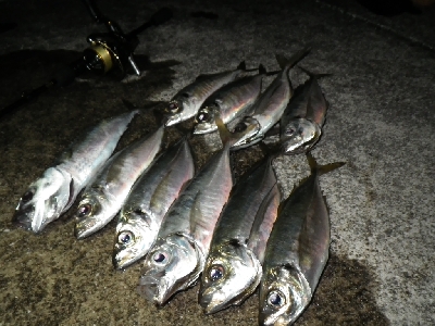 まだアジはおった～