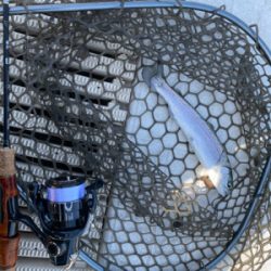 気温が暑い、服部緑地