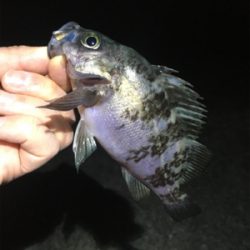 大潮メバリング