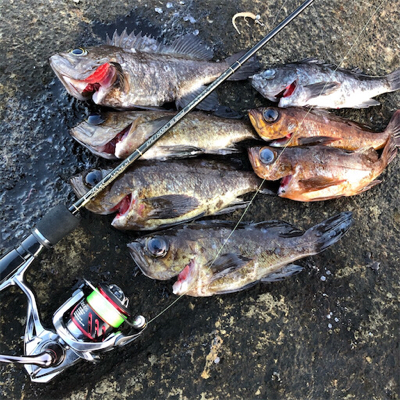 2021 佐渡ヶ島 メバリング