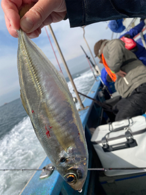 尺アジが出た！楽しい船アジ。