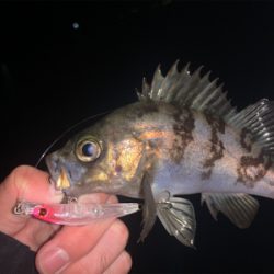 メバリングが熱い！