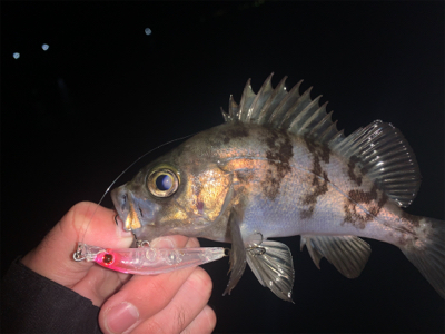 メバリングが熱い！