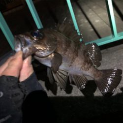 メバルシーズン到来