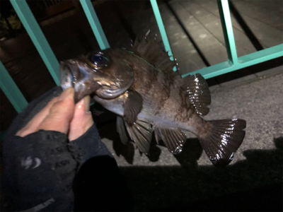 メバルシーズン到来