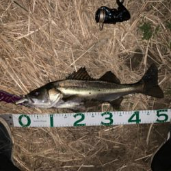 荒川上流域　バチ抜けシーバス