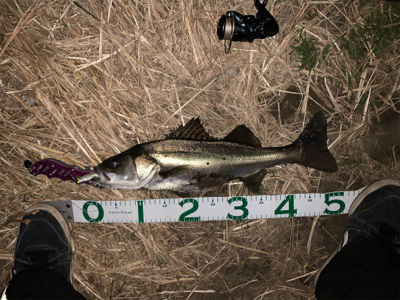 荒川上流域　バチ抜けシーバス