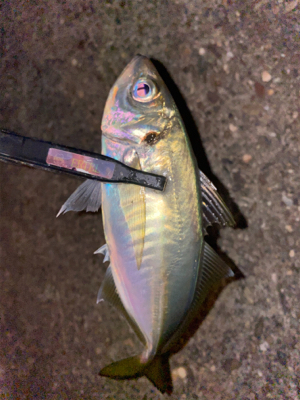 水温上昇アジング‼︎