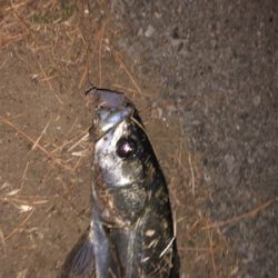 バチシーバス！