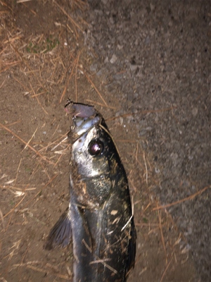 バチシーバス！