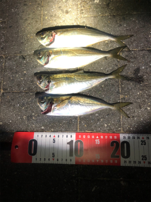 突如現れた中アジ！