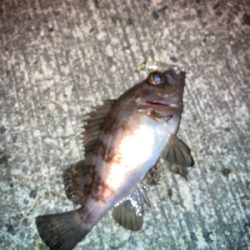 メバルプラッギング