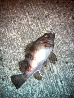 メバルプラッギング