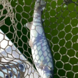 エリアトラウト